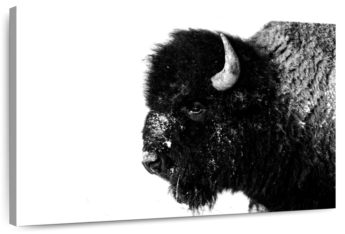 Black Bison Wall Art