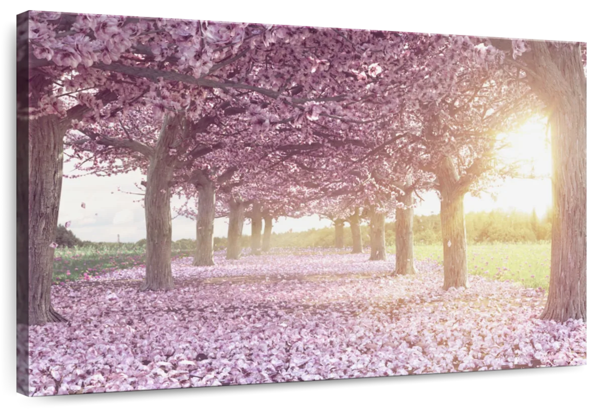 Cherry Blossom Morning Wall Art