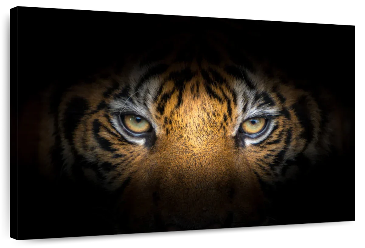 Fierce Eyes Tiger Wall Art