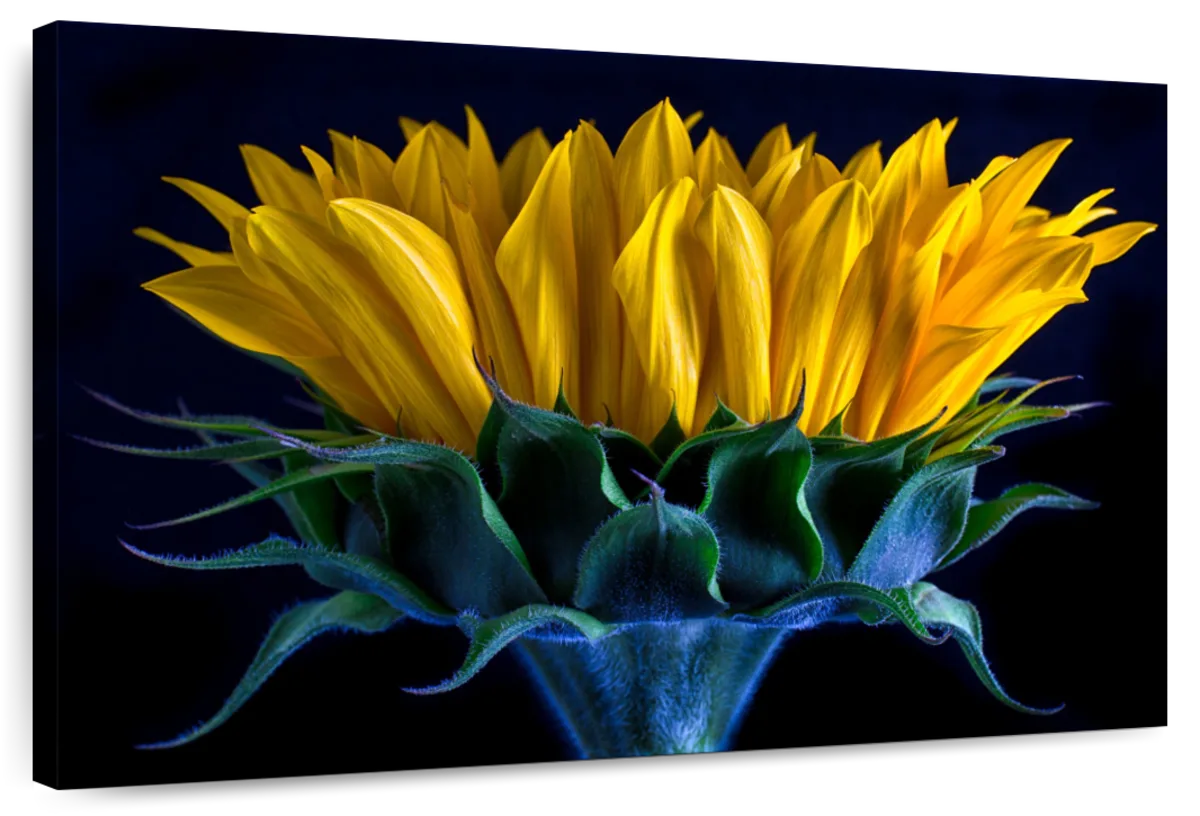 Sunflower Side View Wall Art