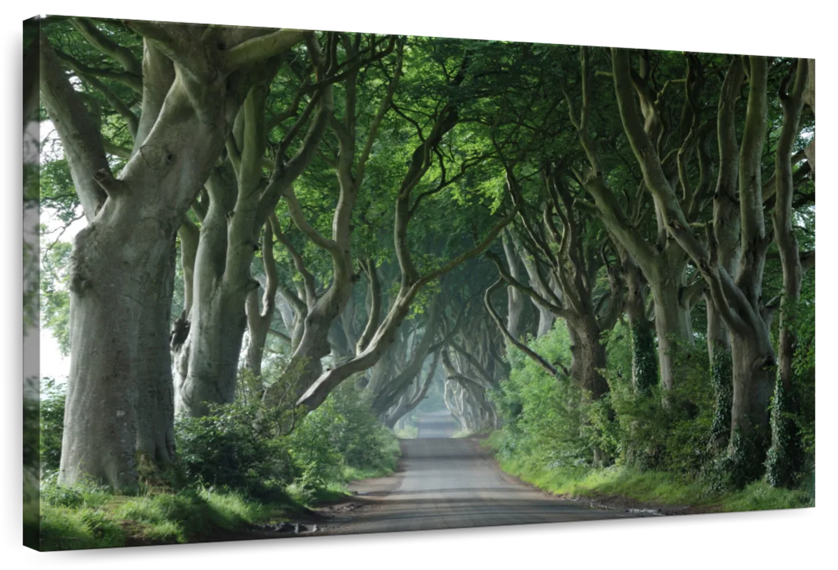 Dark Hedges Wall Art