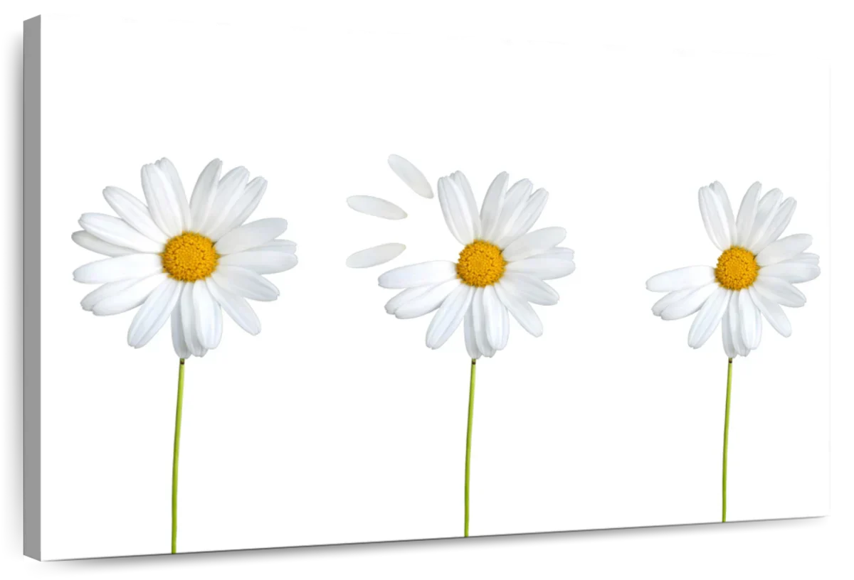 Plucked Daisies Wall Art