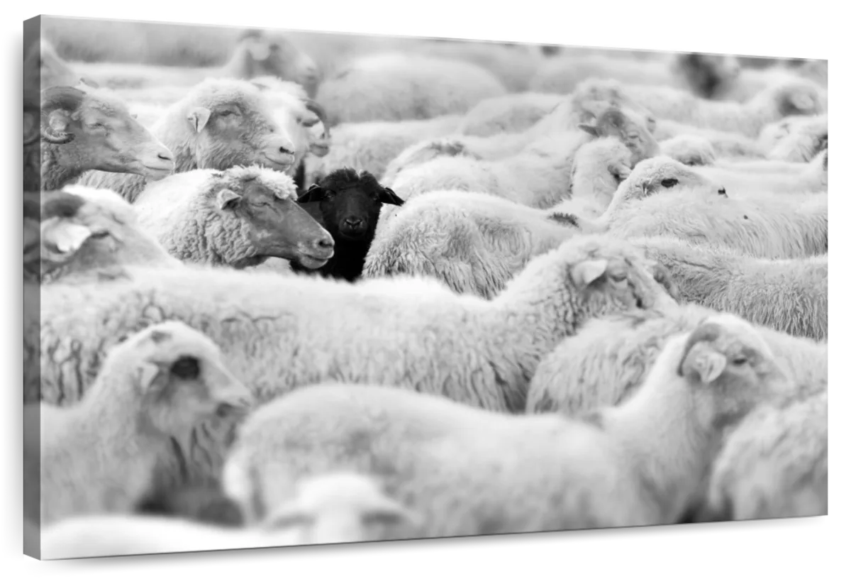 Distinct Black Sheep Wall Art