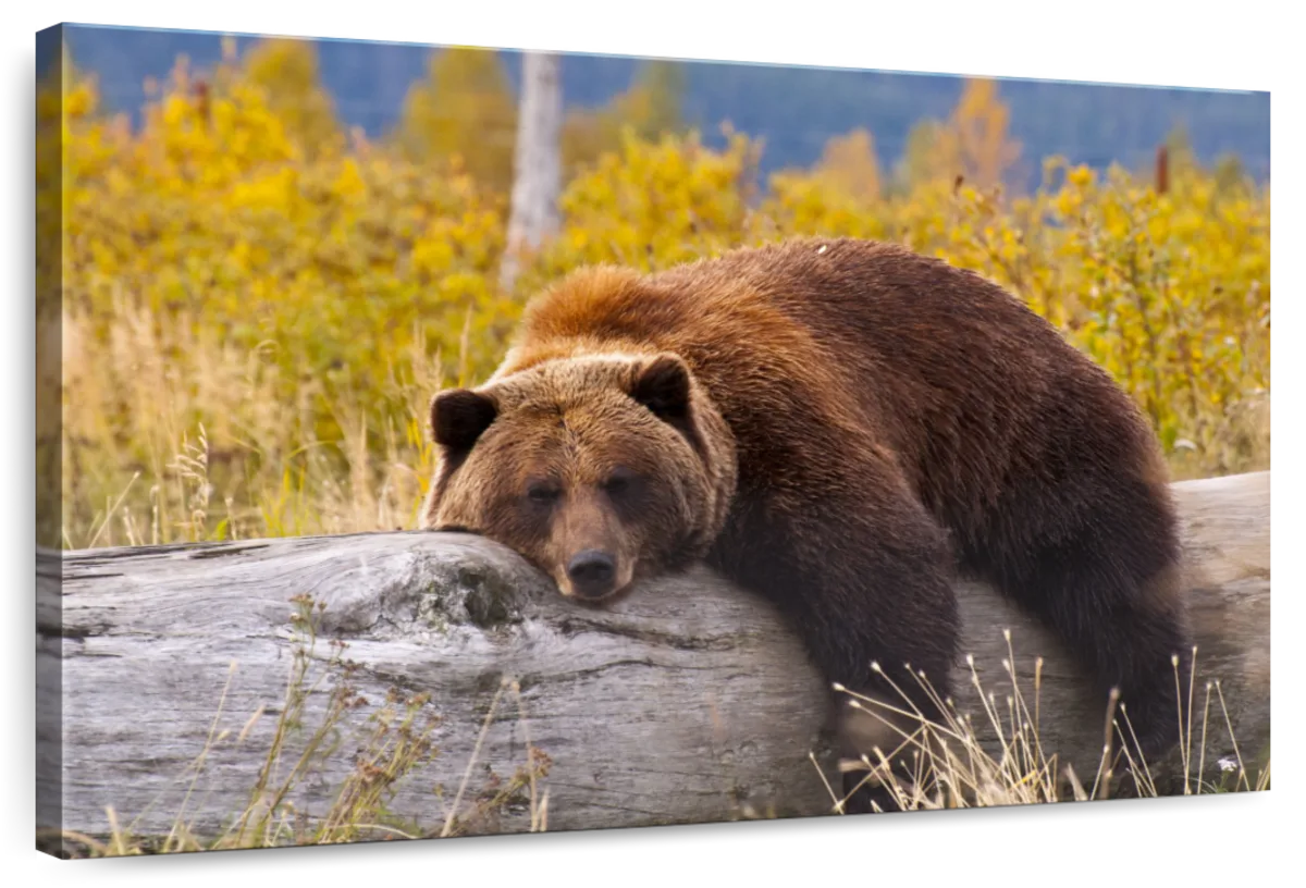 Resting Grizzly Bear Wall Art