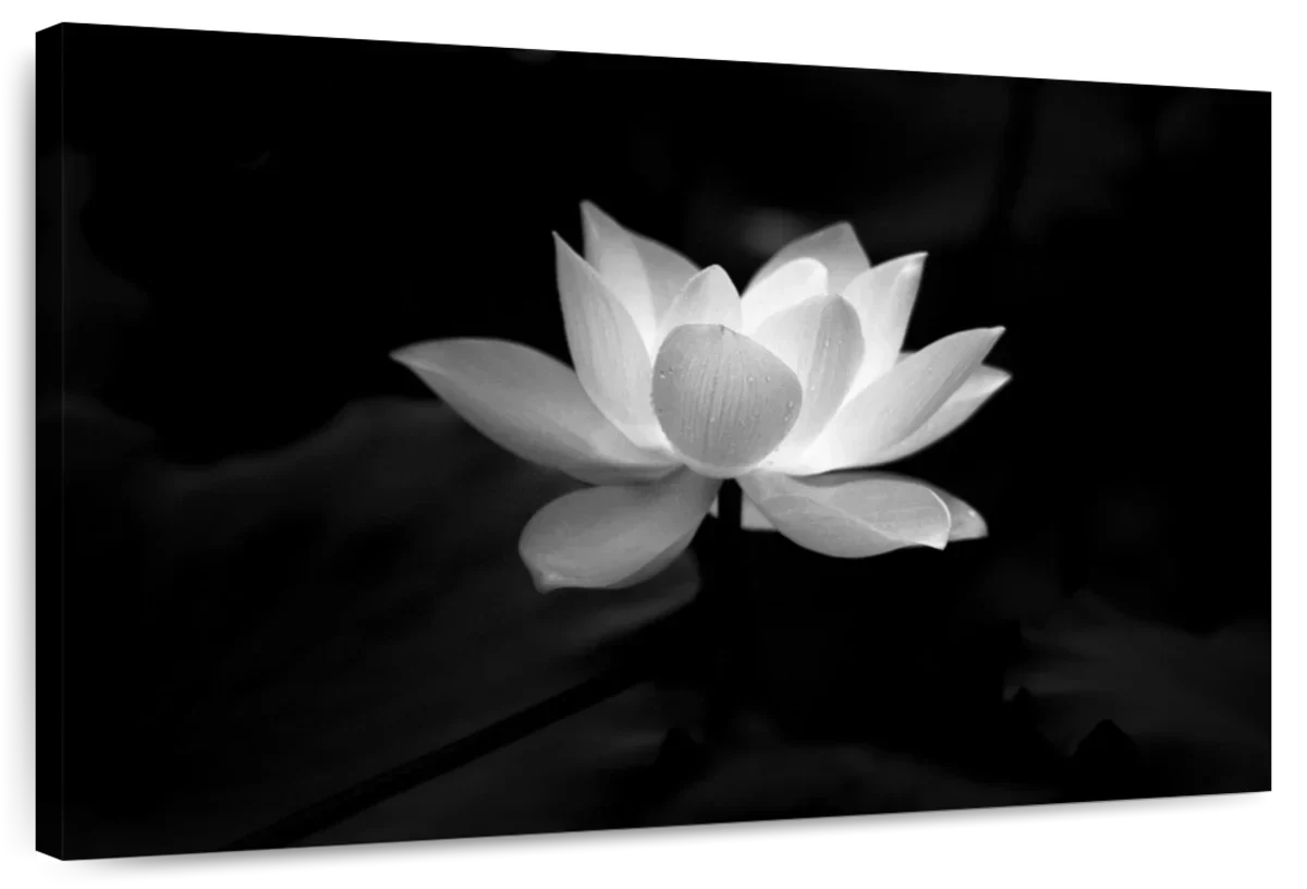 Lotus Flower Monochrome Wall Art