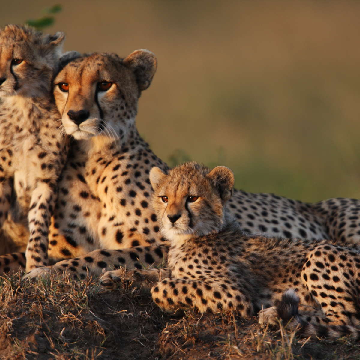 Safari Cheetah Family Wall Art