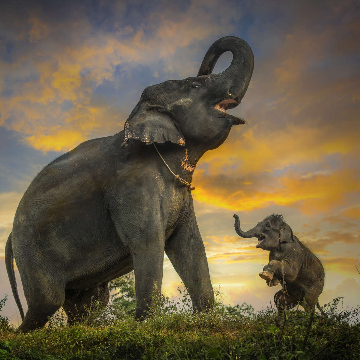 Elephant Herd Call Wall Art