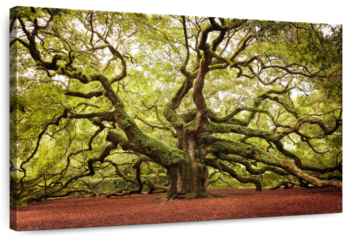 Charleston Angel Oak Tree Wall Art