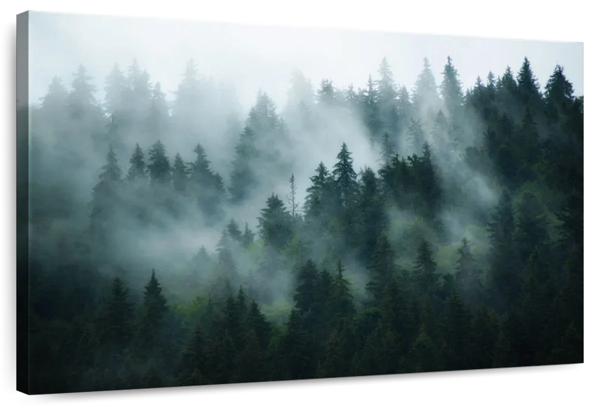 Misty Fir Forest Wall Art