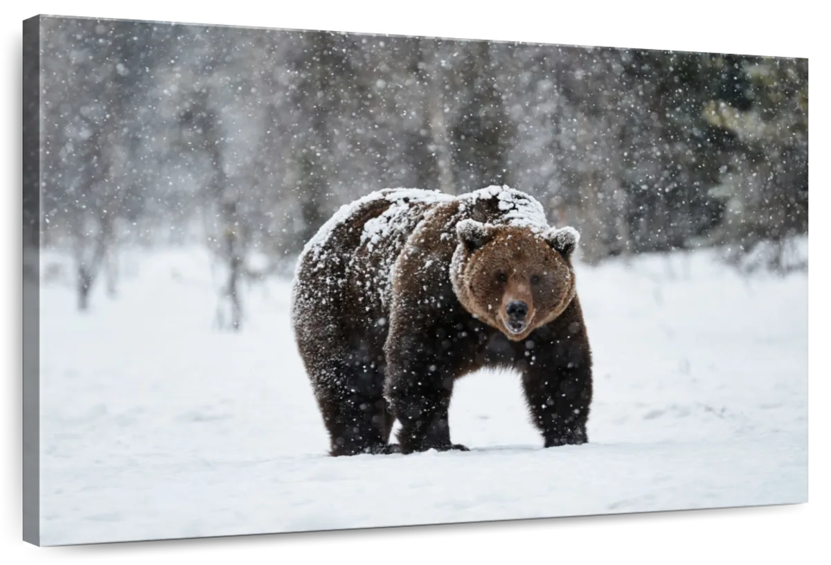 Winter Grizzly Bear Wall Art