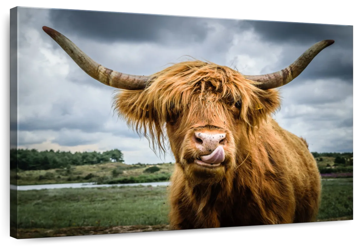 Silly Highland Cow Wall Art