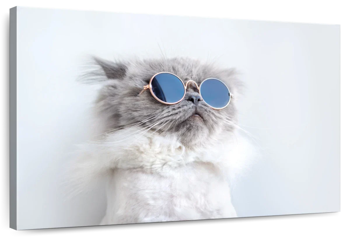 Cool Cat Wall Art