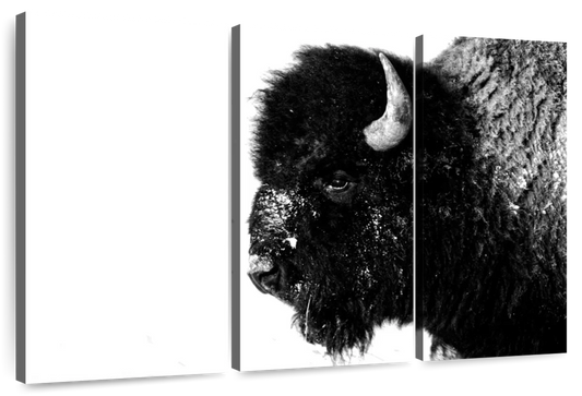 Black Bison Wall Art