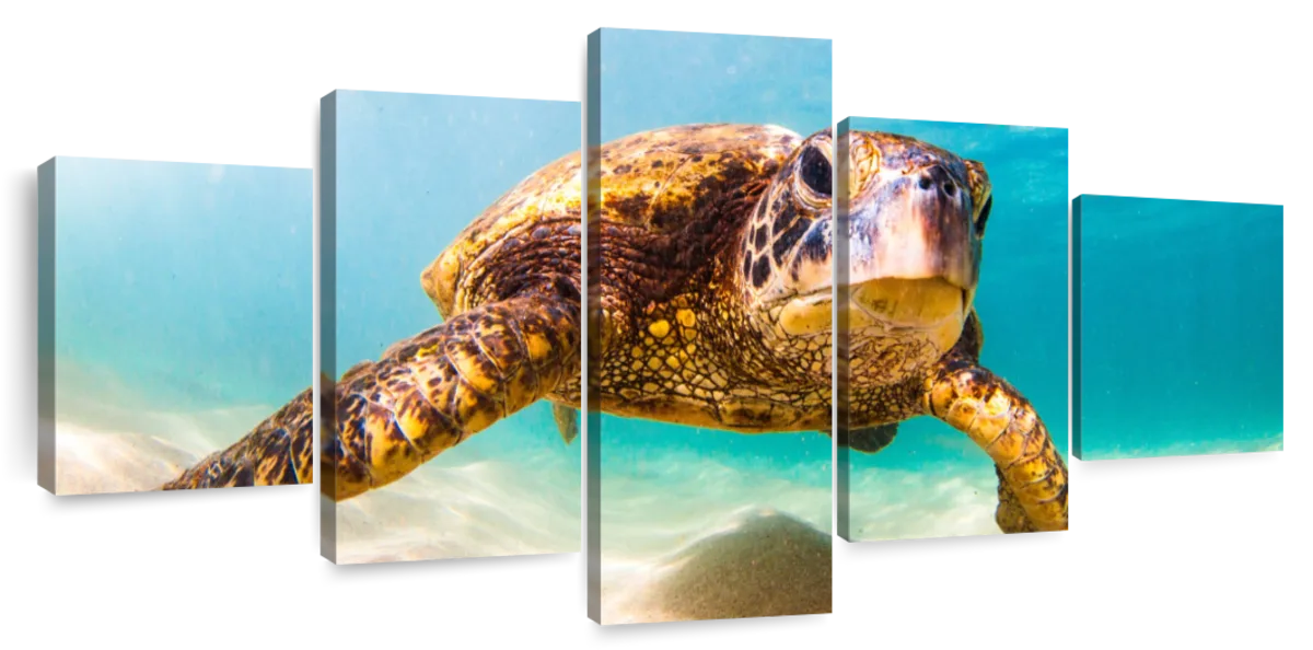 Hawaiian Turtle Wall Art