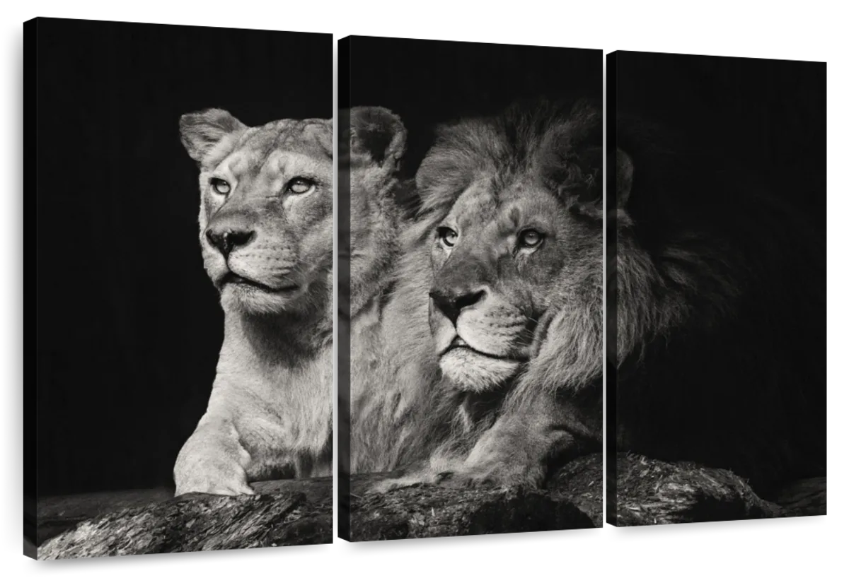 Lion And Lioness Mates Wall Art