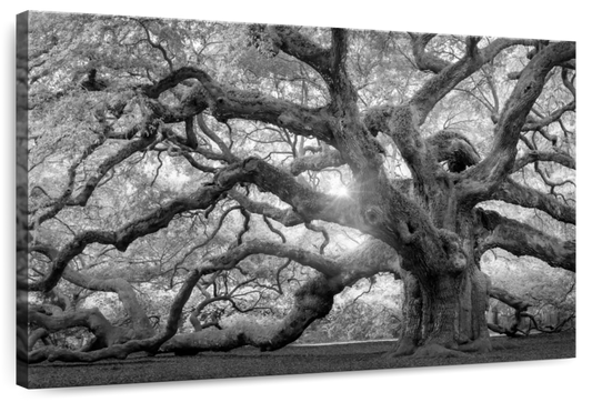 Monochrome Angel Oak Tree Wall Art