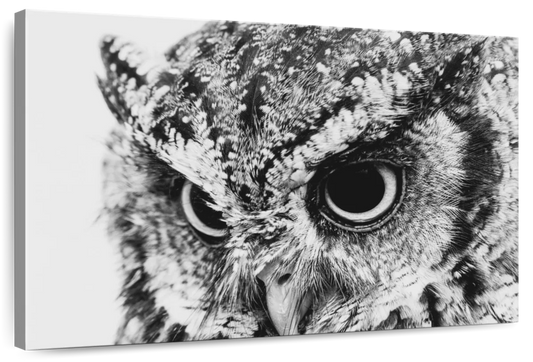 Staring Owl Wall Art