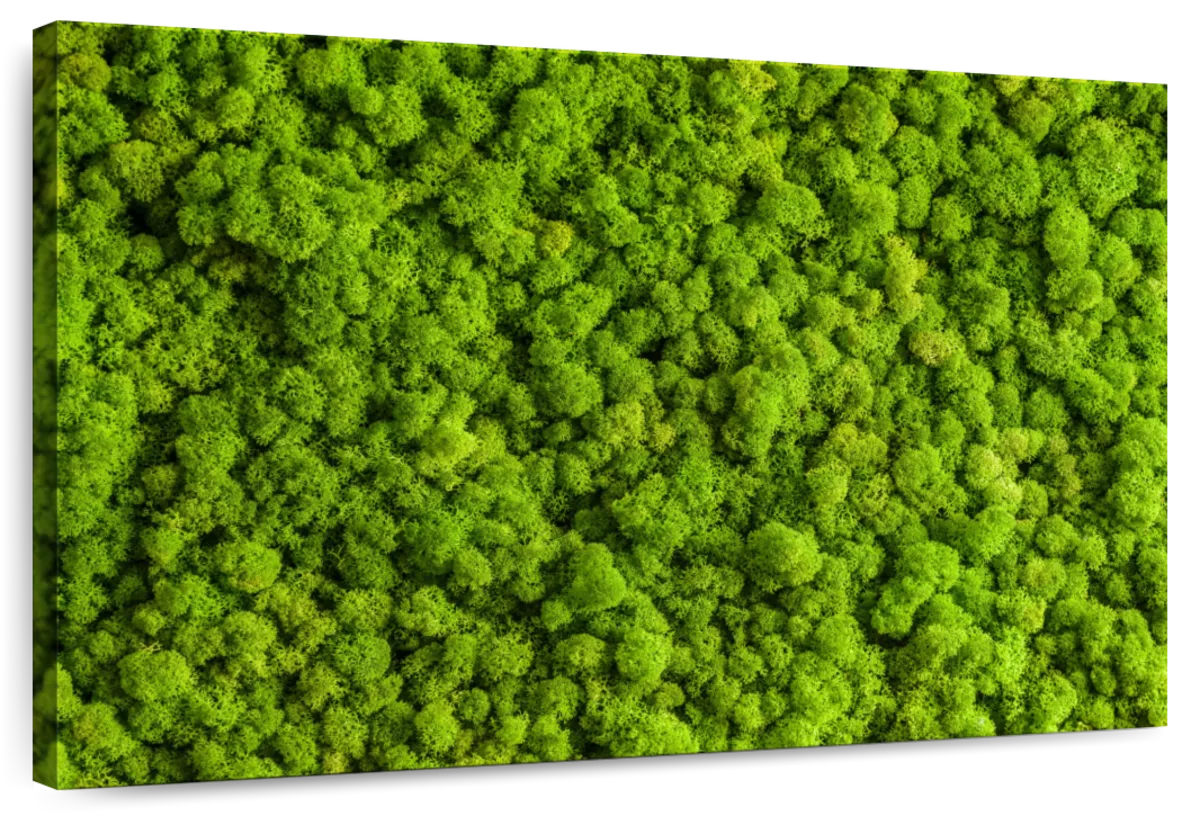 Green Reindeer Moss Wall Art
