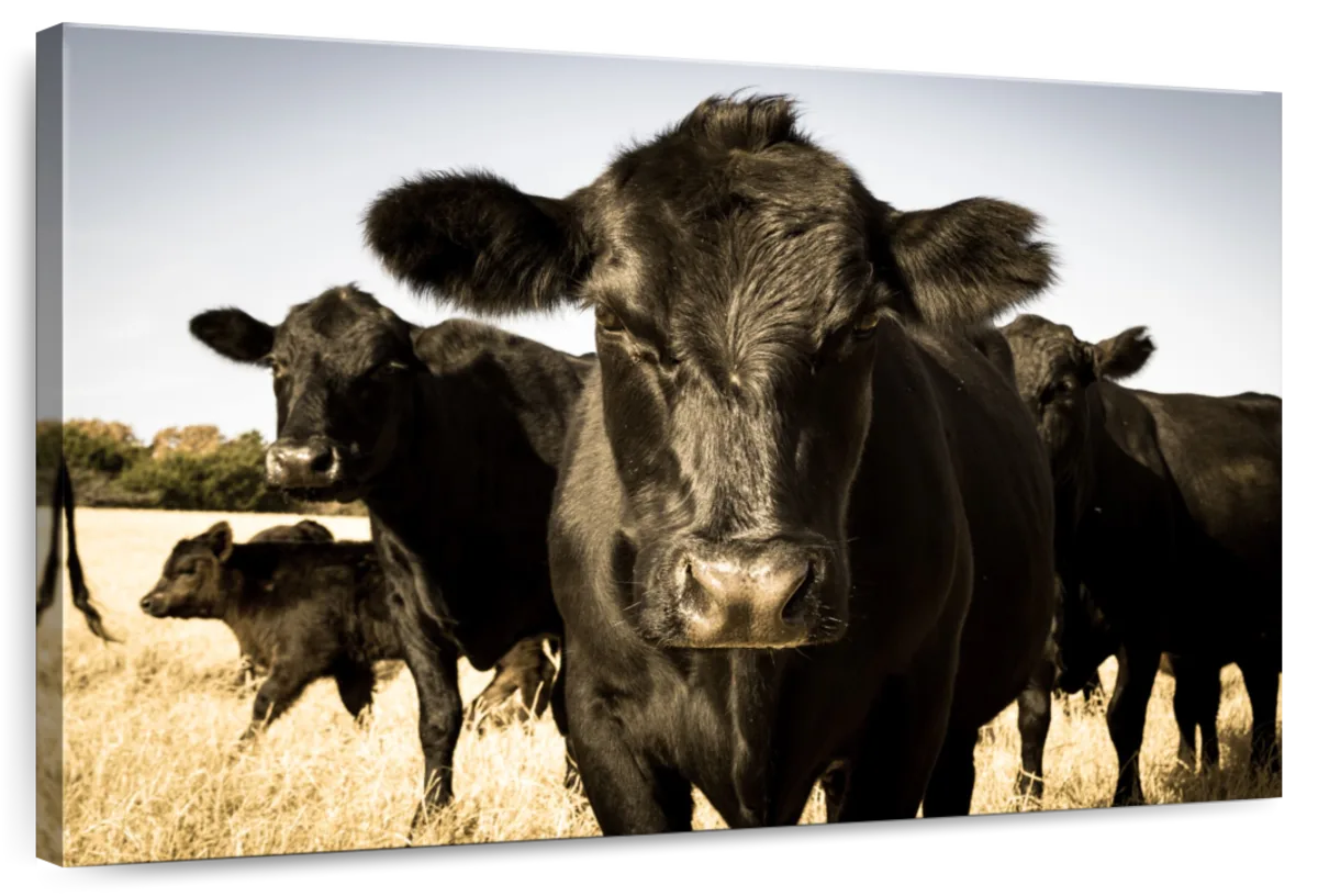 Black Angus Cattle Wall Art