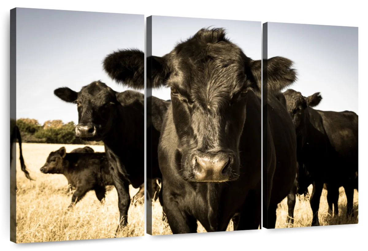 Black Angus Cattle Wall Art