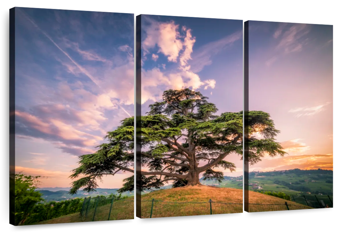 Majestic Cedar Of Lebanon Wall Art