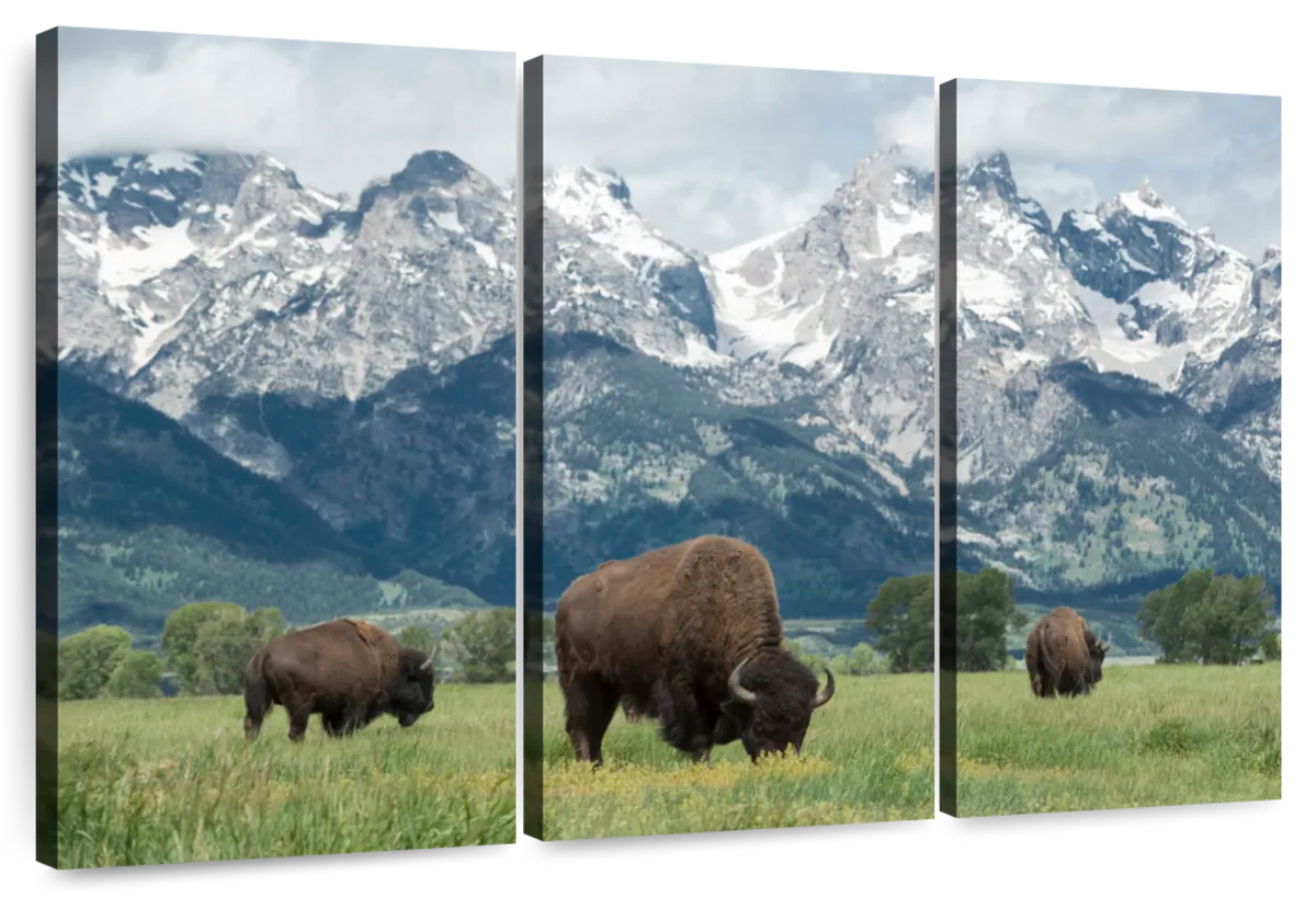 Grazing Teton Bison Wall Art