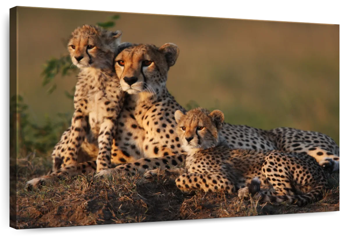 Safari Cheetah Family Wall Art
