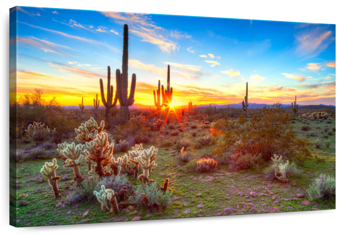 Desert Cactus Sun Ray Wall Art