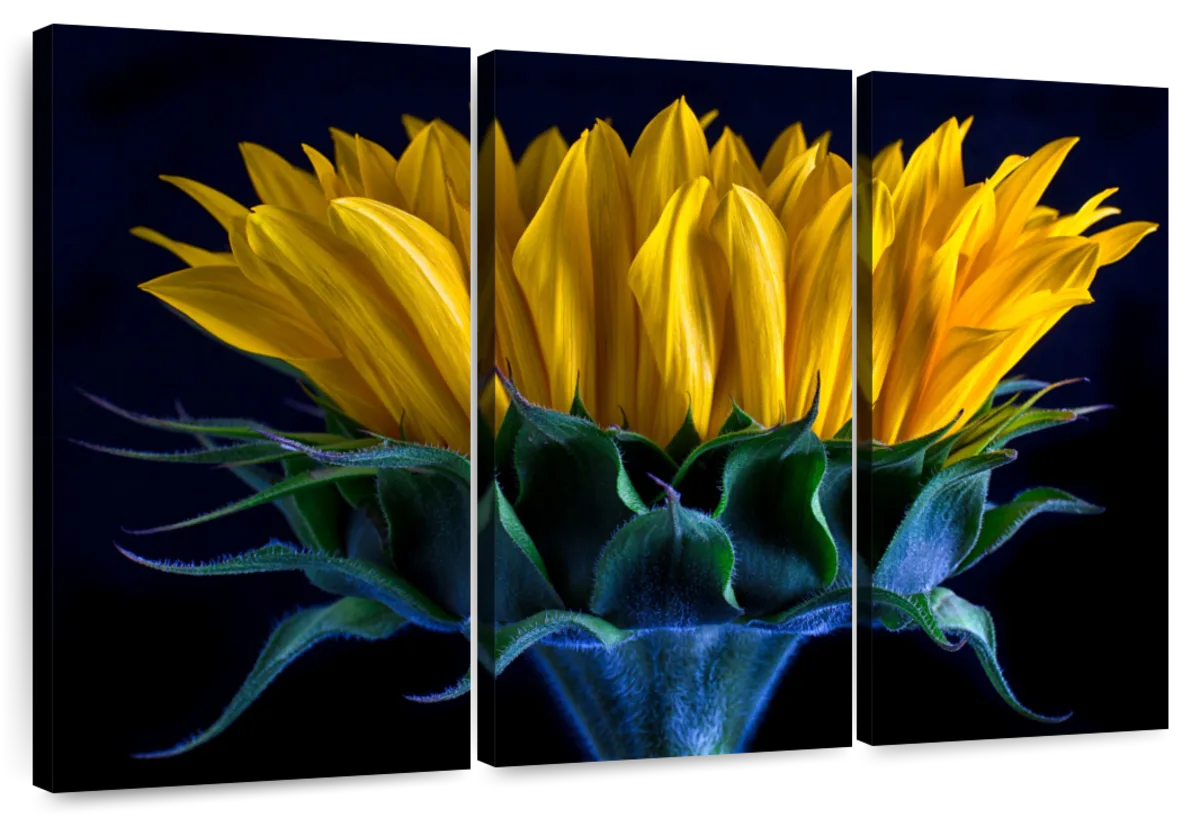 Sunflower Side View Wall Art