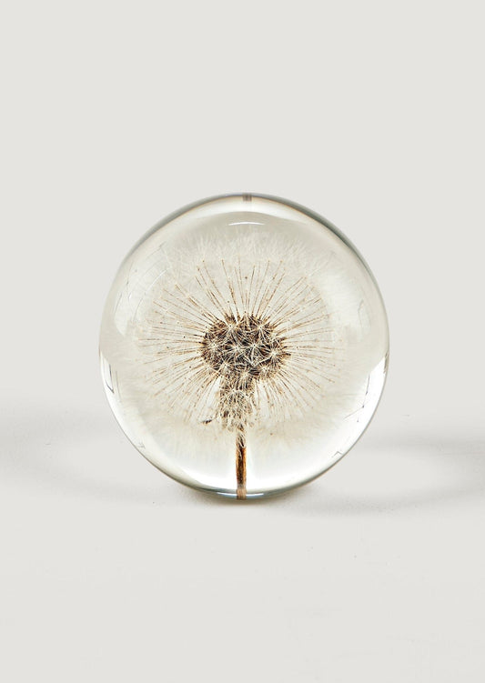 Preserved Dandelion Head Paper Weight - 3"