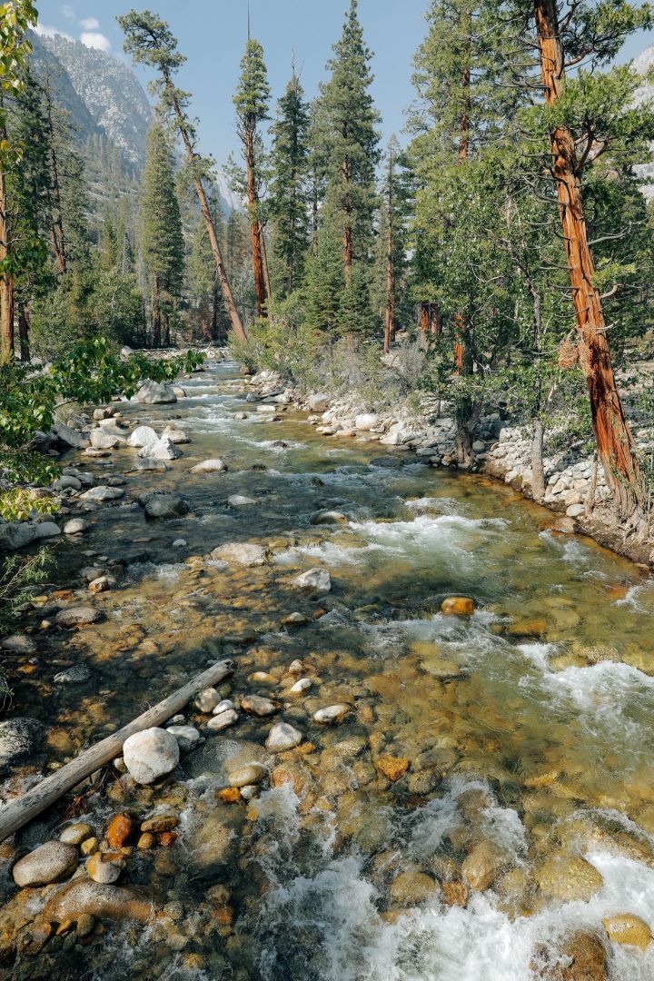 Sierra Forest Bar Soap