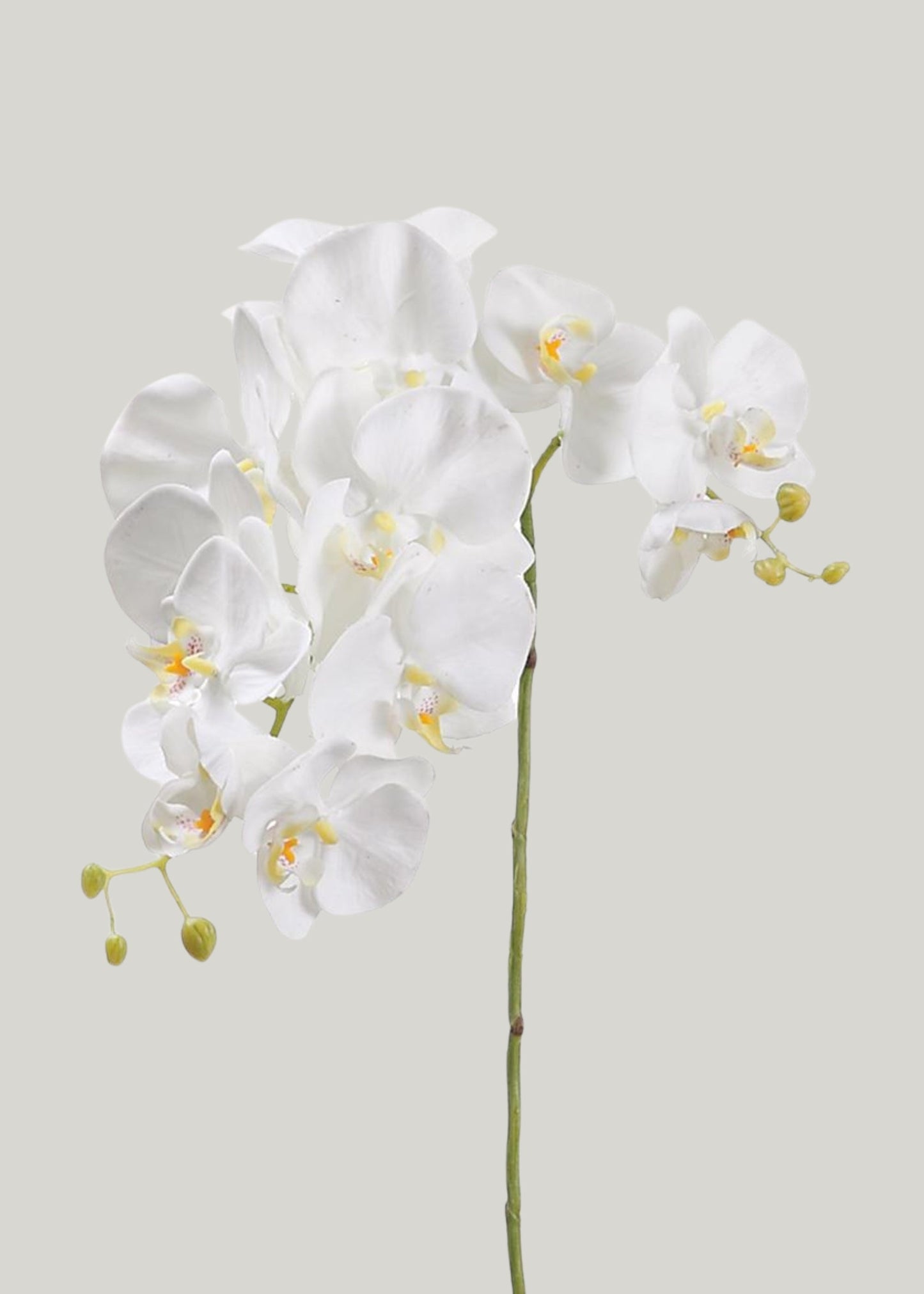 Cream White Fake Blooming Phalaenopsis Orchid - 34"