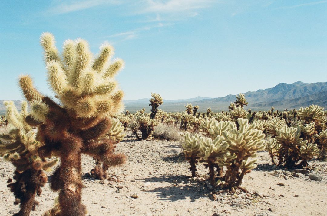 Desert Cedar Essential Oil