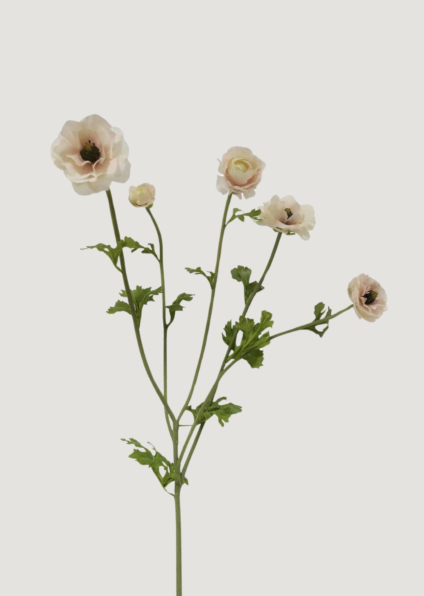 Light Cream Faux Ranunculus Flowers - 37.5"