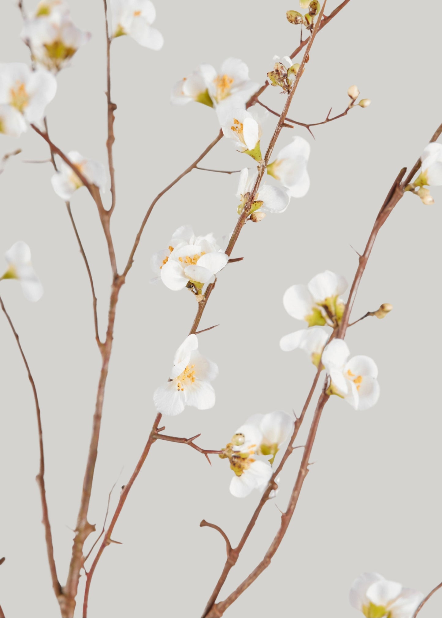 Faux Quince Blossom Branch in Cream - 54"