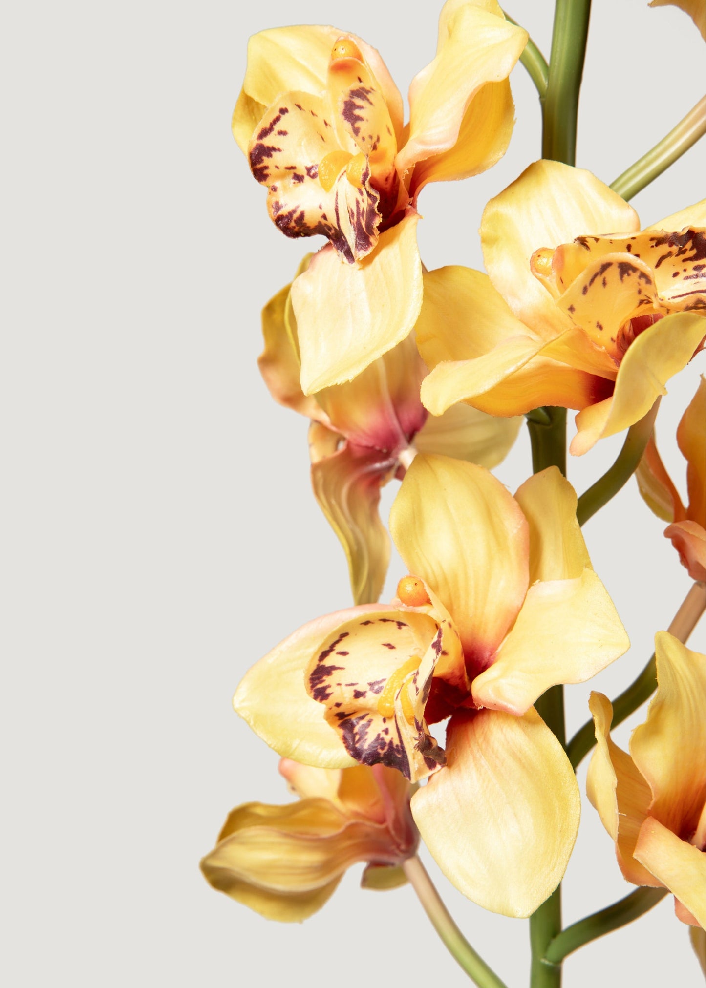 Soft Yellow Artificial Cymbidium Orchids - 50"