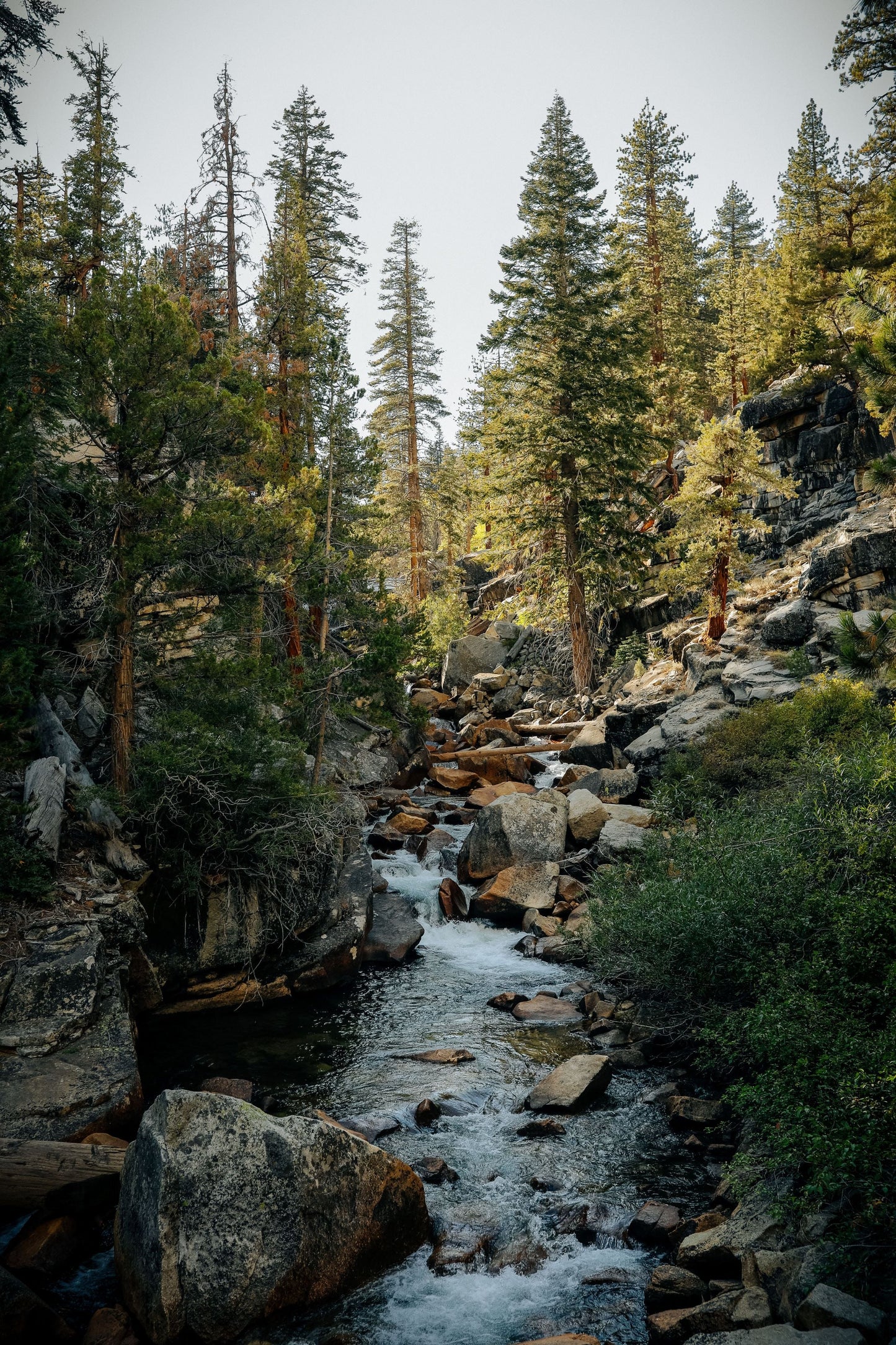 Cascade Forest Essential Oil Candle