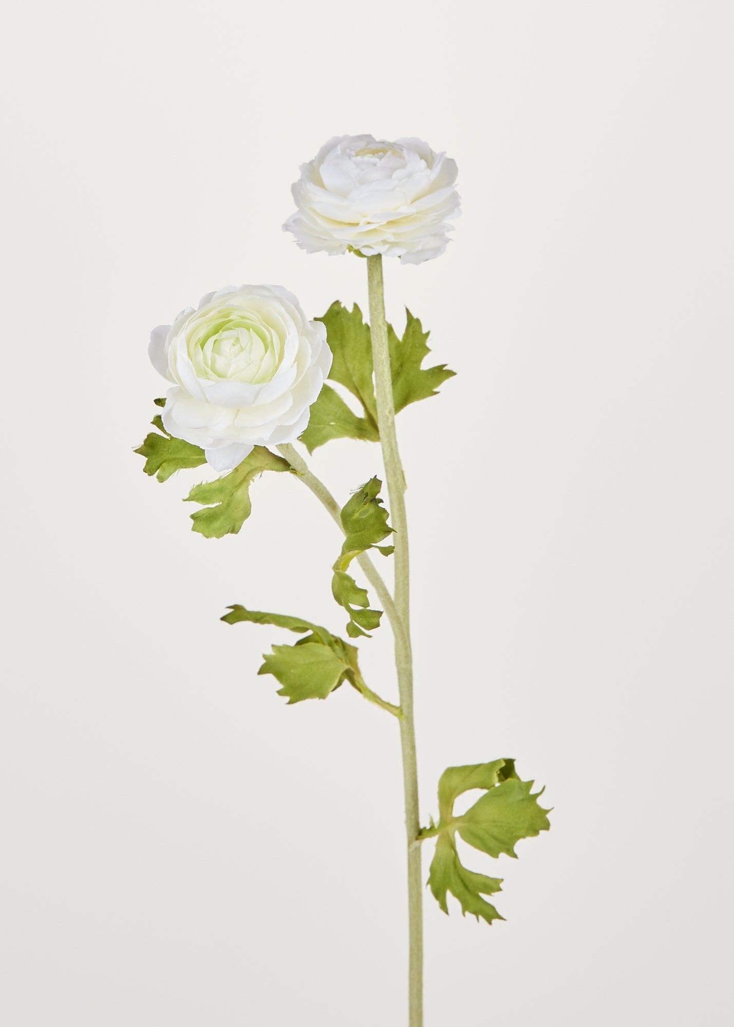 Artificial Ranunculus Flowers in White - 30"