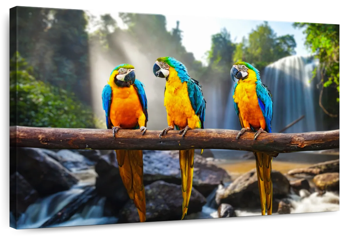 Macaw Friends Wall Art