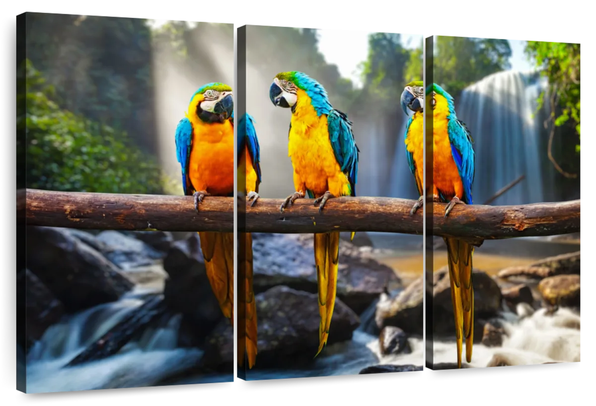 Macaw Friends Wall Art