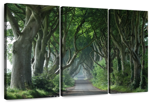 Dark Hedges Wall Art