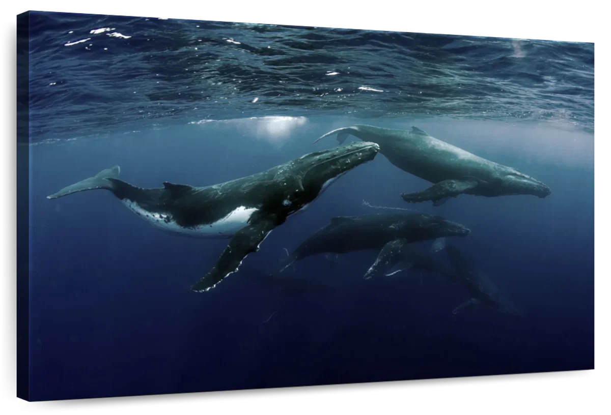 Humpback Whales Wall Art