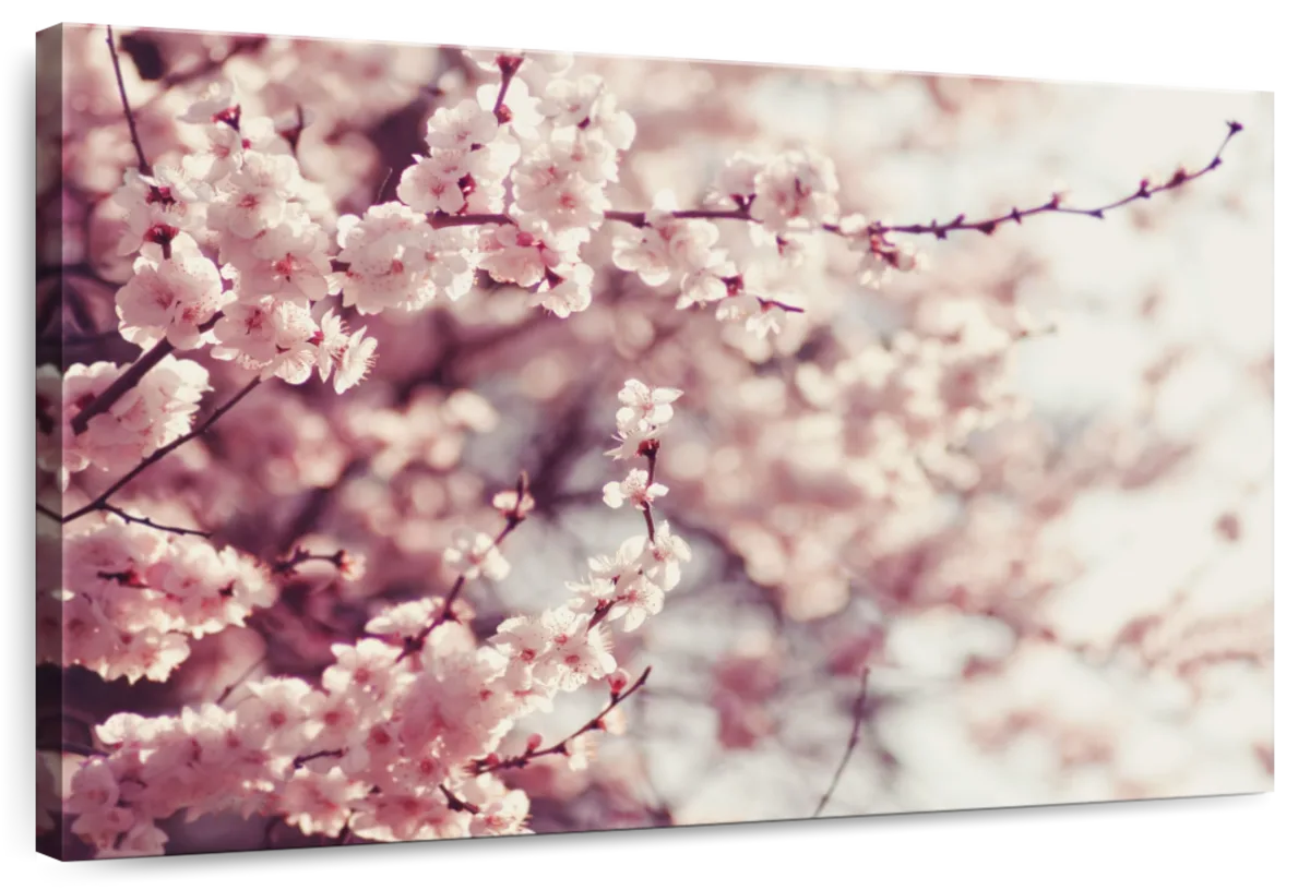 Delicate Cherry Blossoms Wall Art