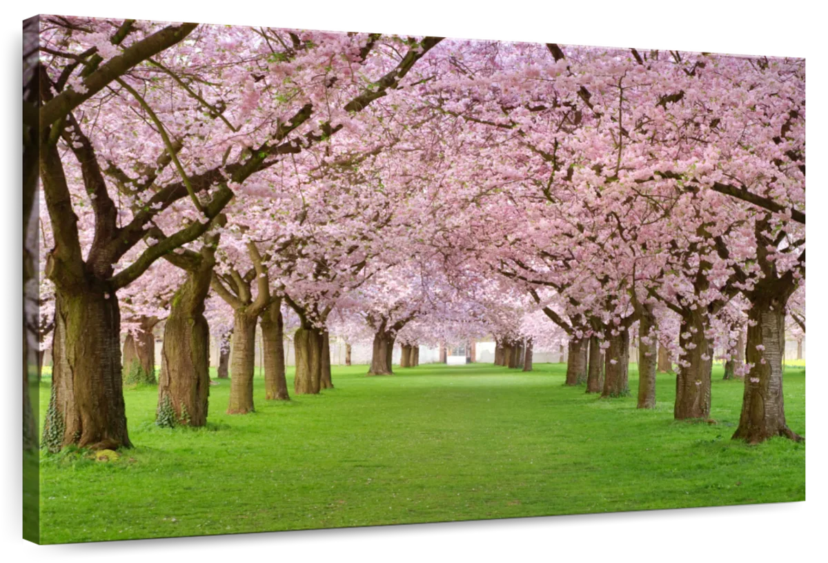 Cherry Blossom Trees Wall Art