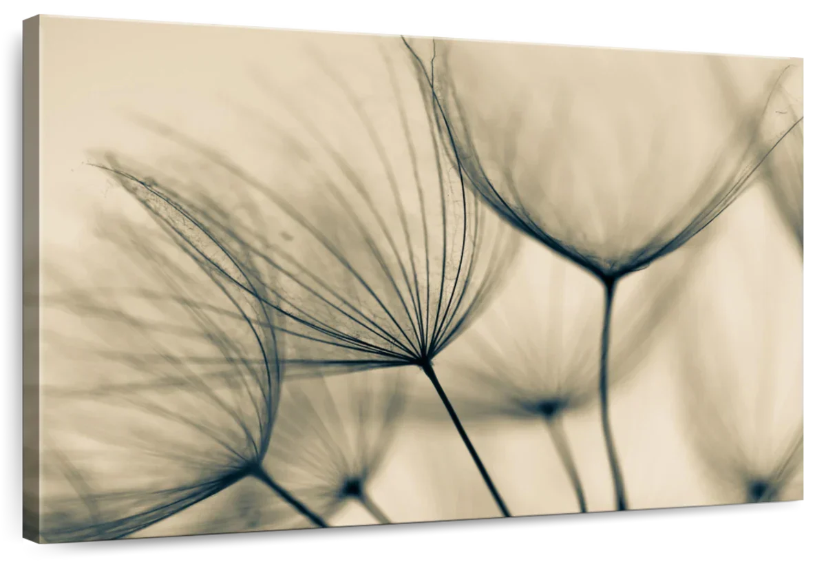 Dandelion Flower Seeds Wall Art