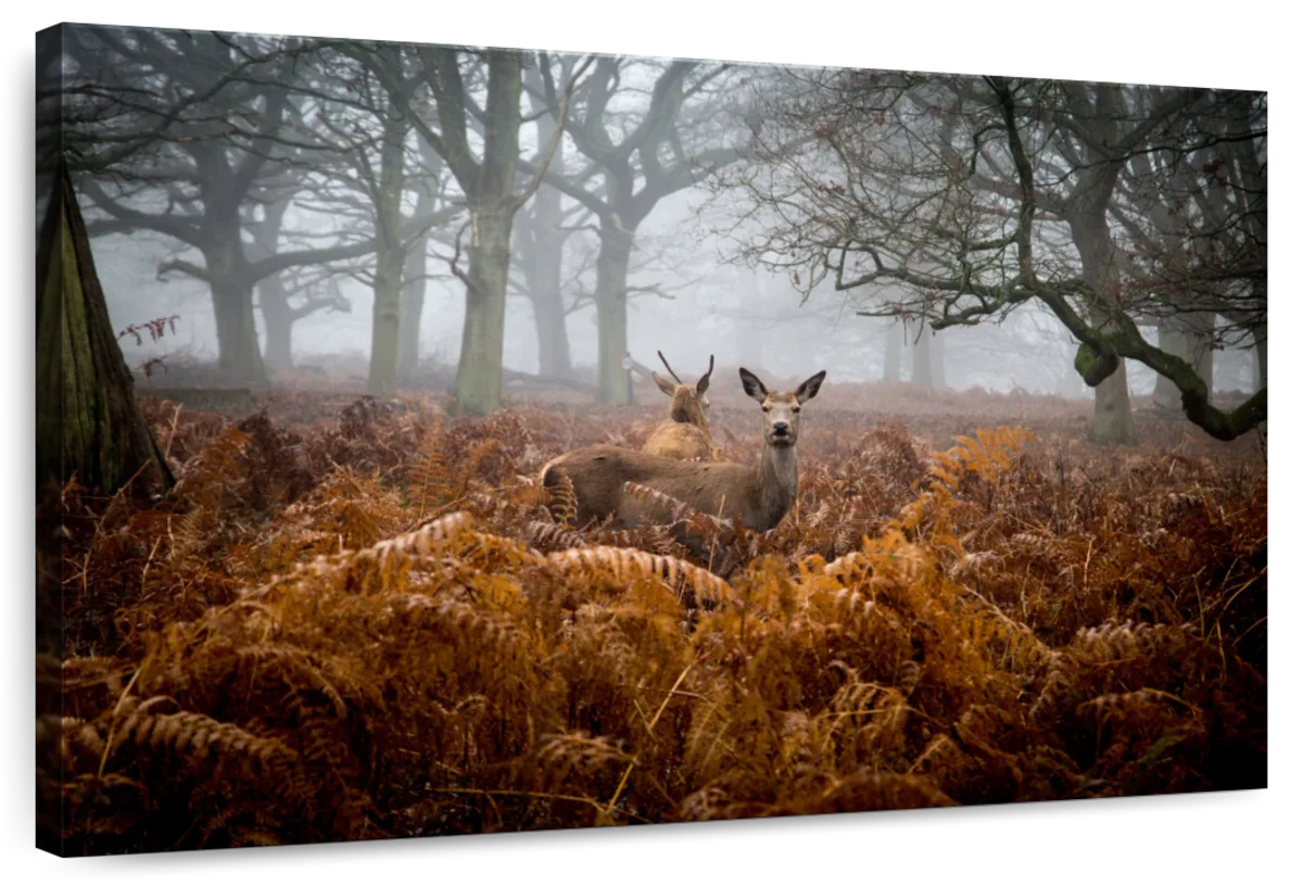 Richmond Park Deer Wall Art