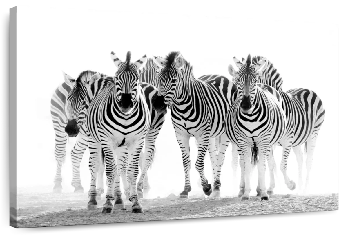 Zebras On The Move Wall Art