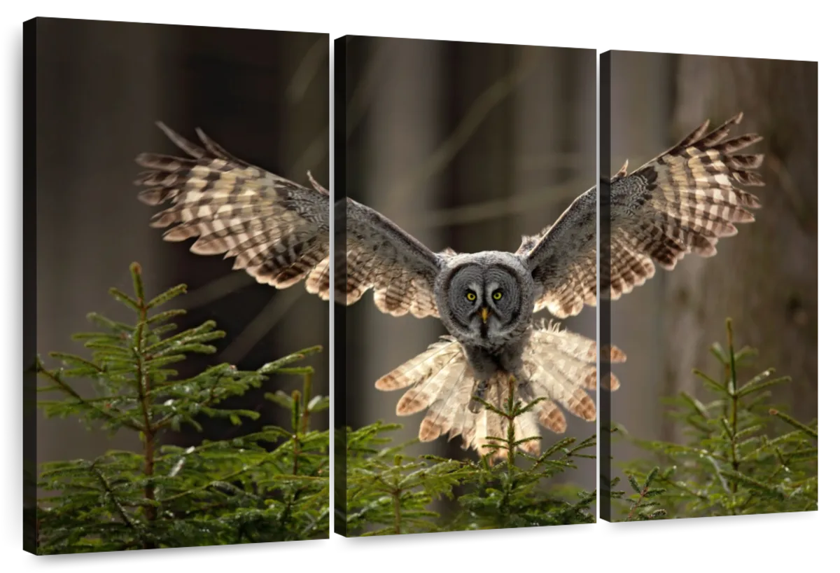 Flying Owl Wall Art