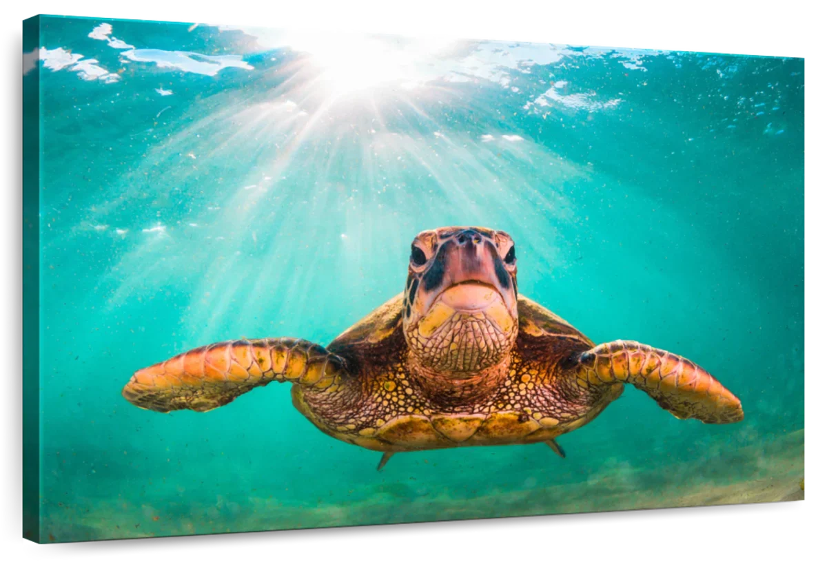 Maui Green Turtle Wall Art