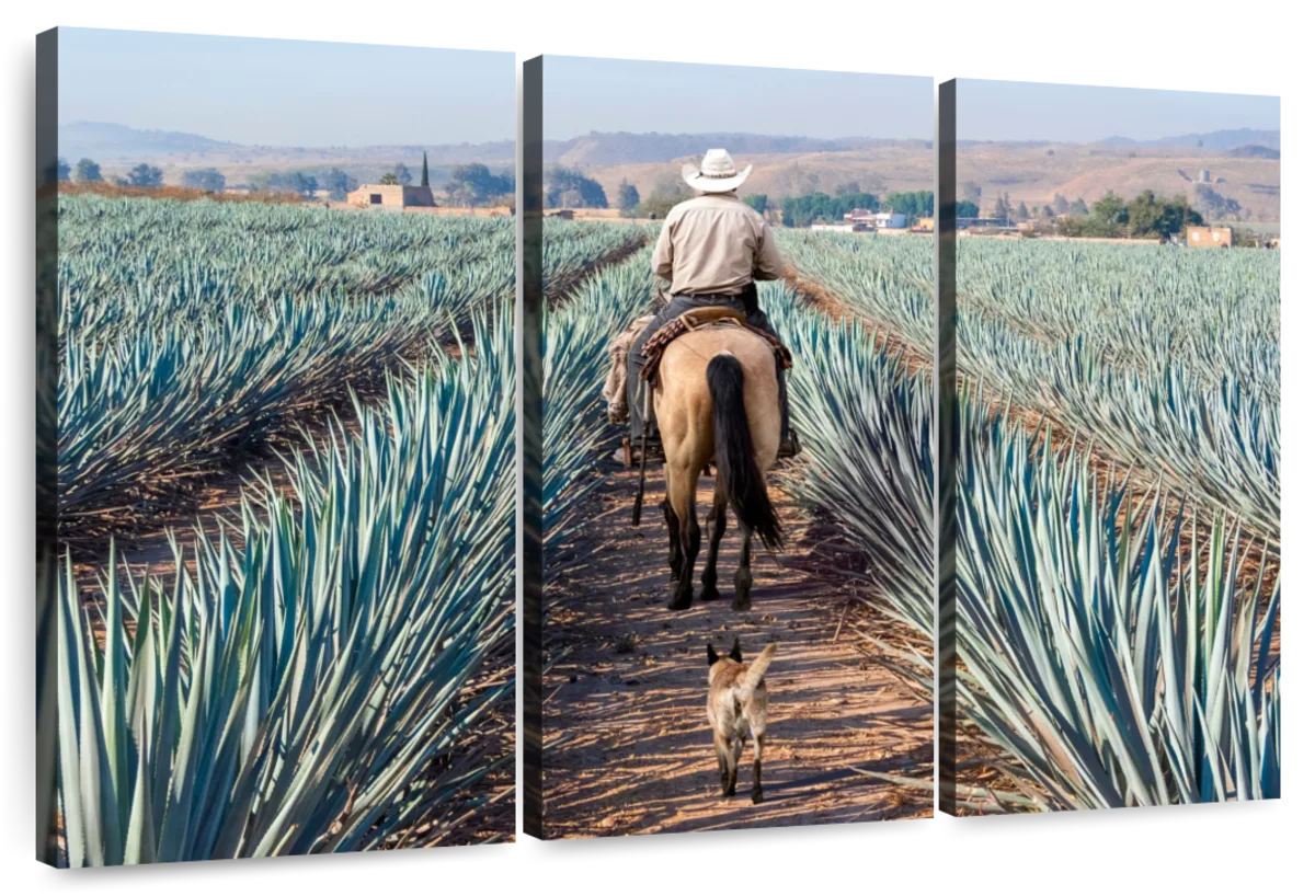Inspecting Agave Plantation Wall Art